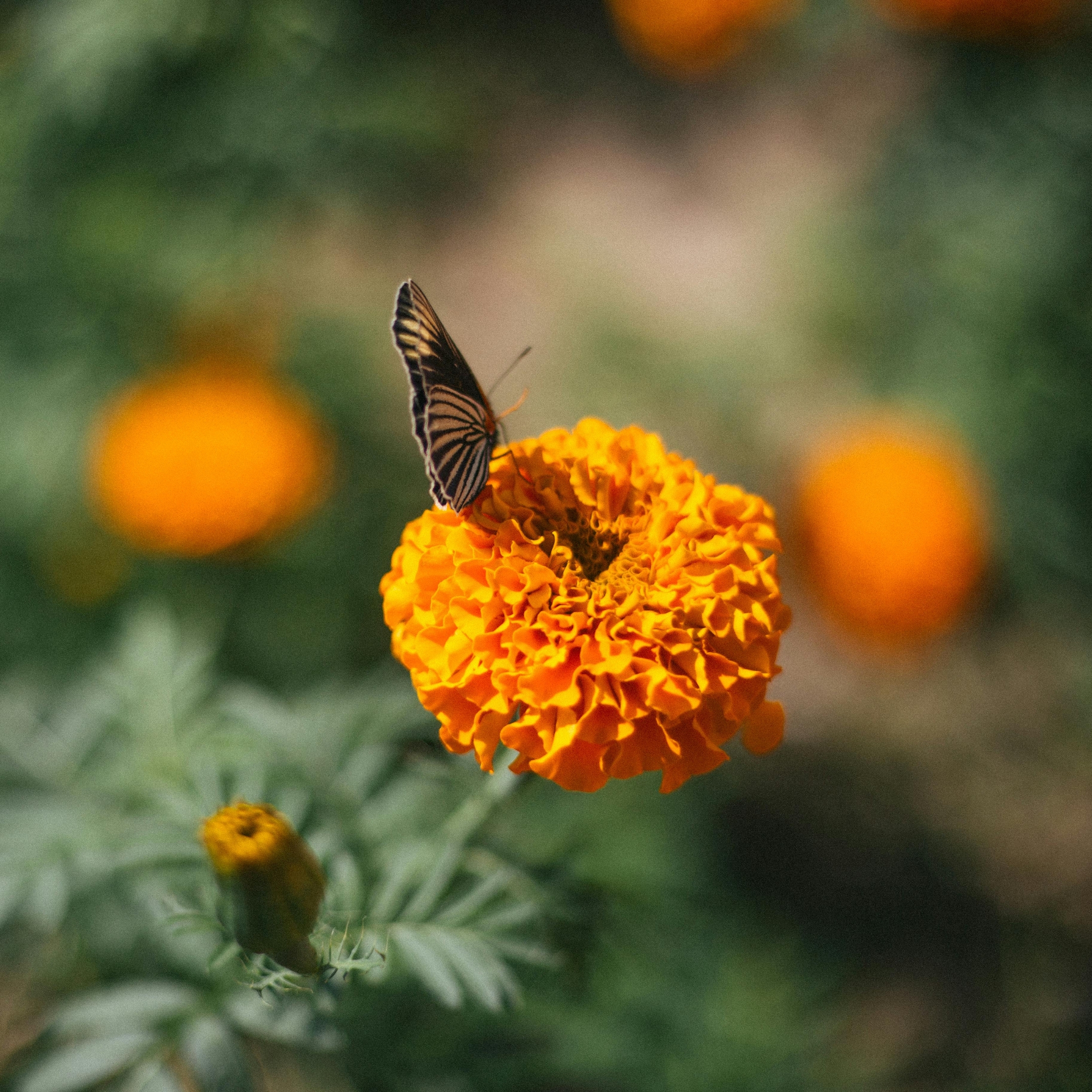 African Marigold Plant - Image 5