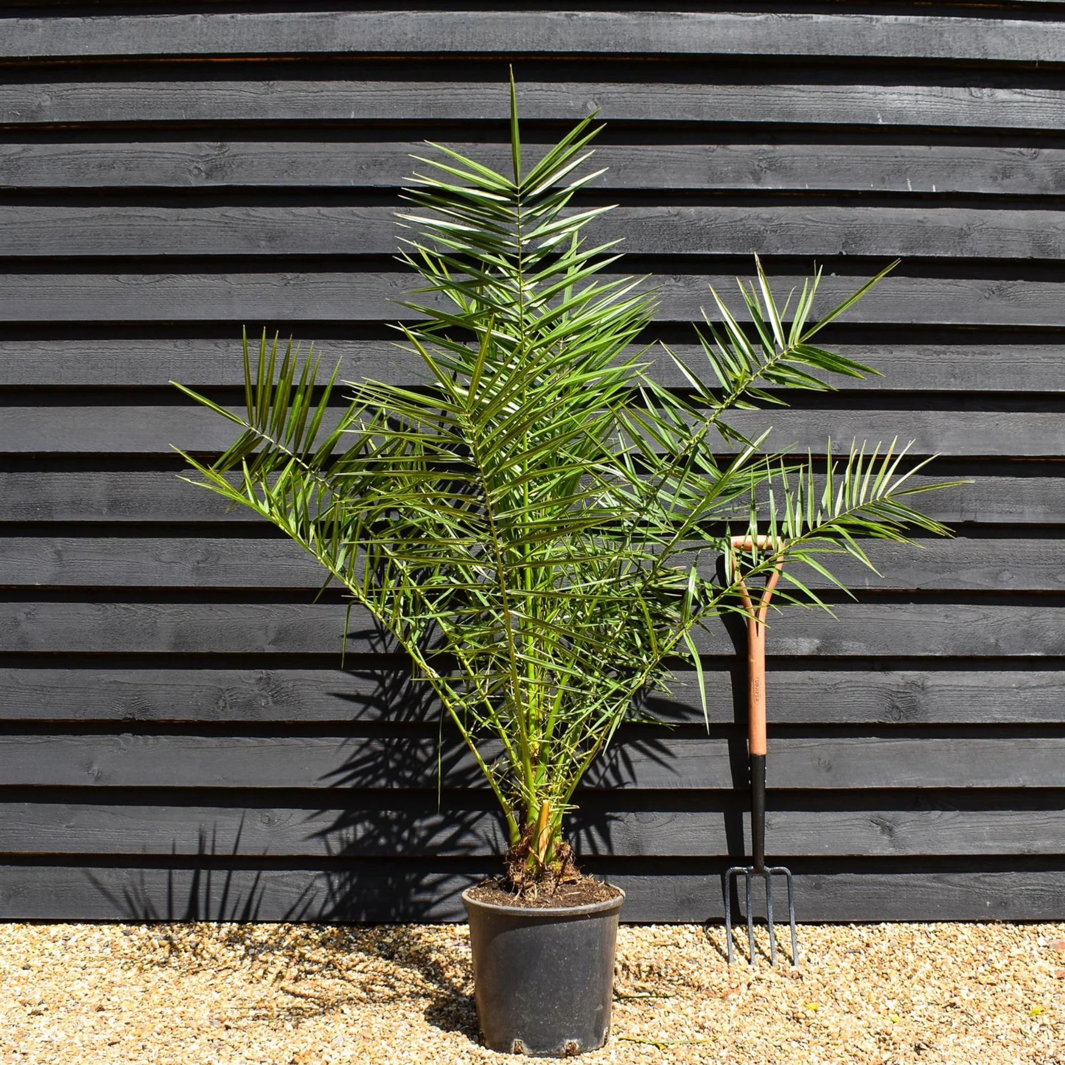 Phoenix Palm Plant, (Phoenix Canariensis) - Pack Of 2 - Image 6