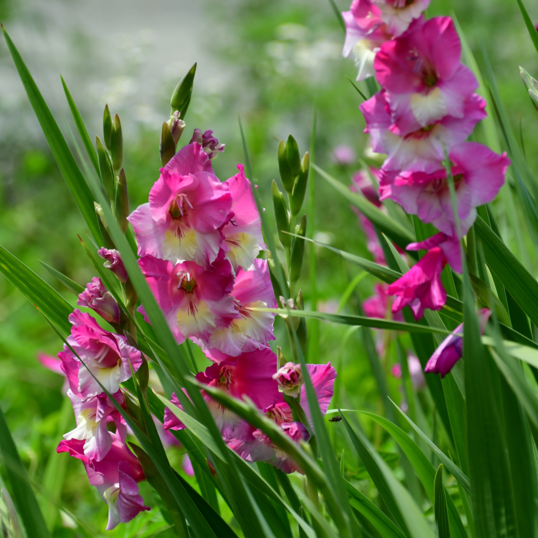 Gladiolus Bulbs (Random color) (set of 10) - Image 6