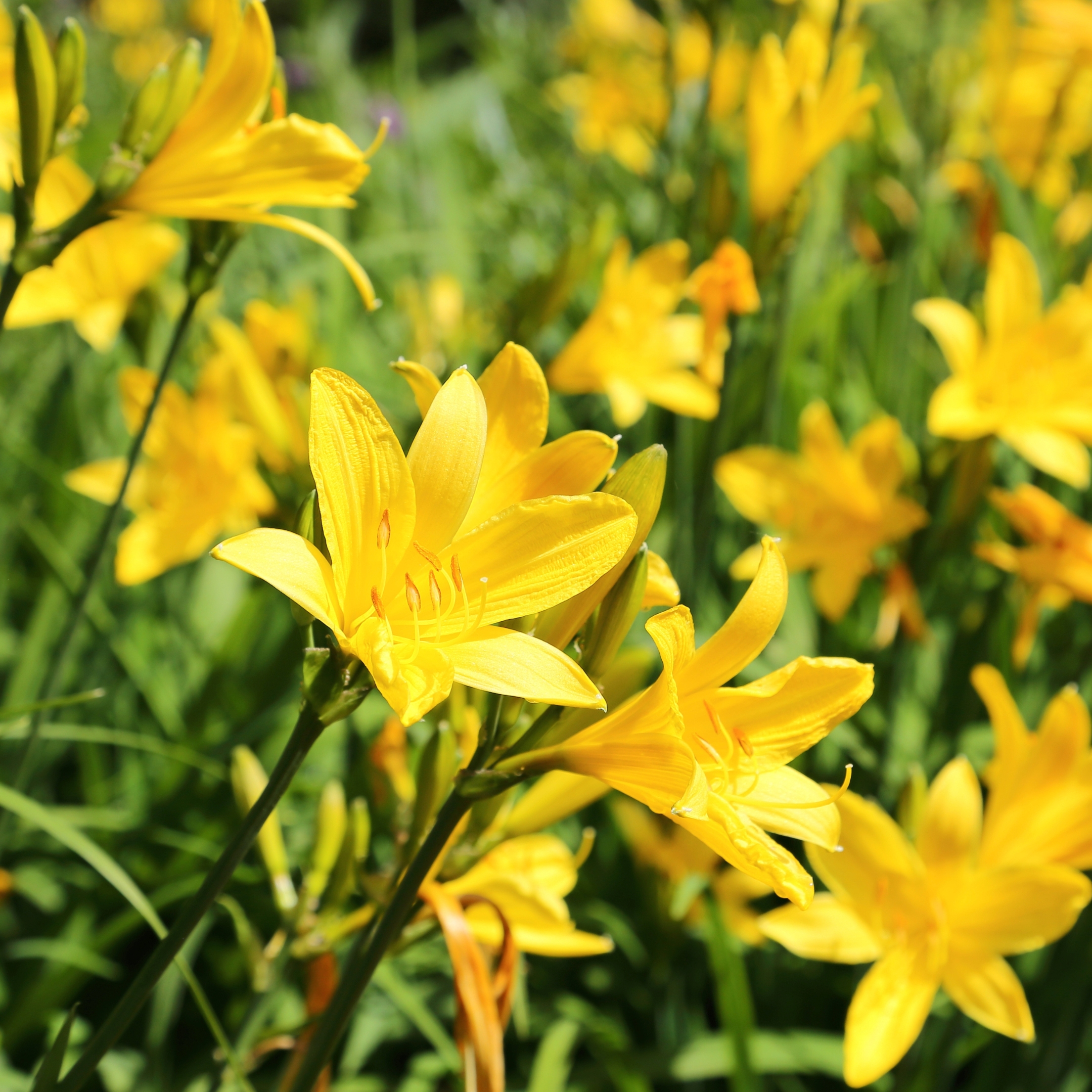 Lily Flower Bulbs (Set Of 5) - Image 6