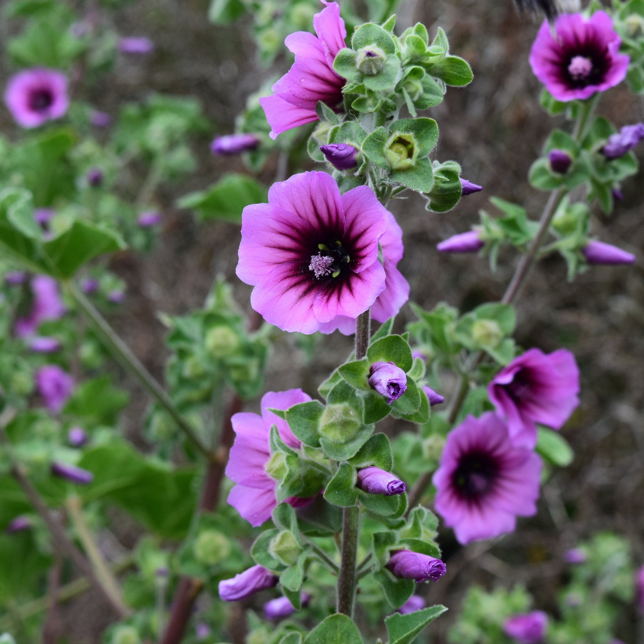 Hollyhock Flower Seeds Mix Color - Pack Of 20 - Image 7