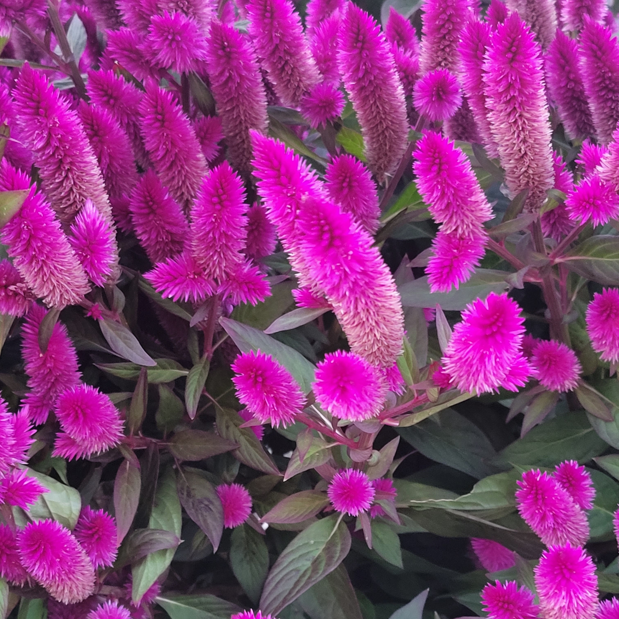 Celosia plumosa Mixed Color Flower Seeds - Pack Of 25 - Image 5
