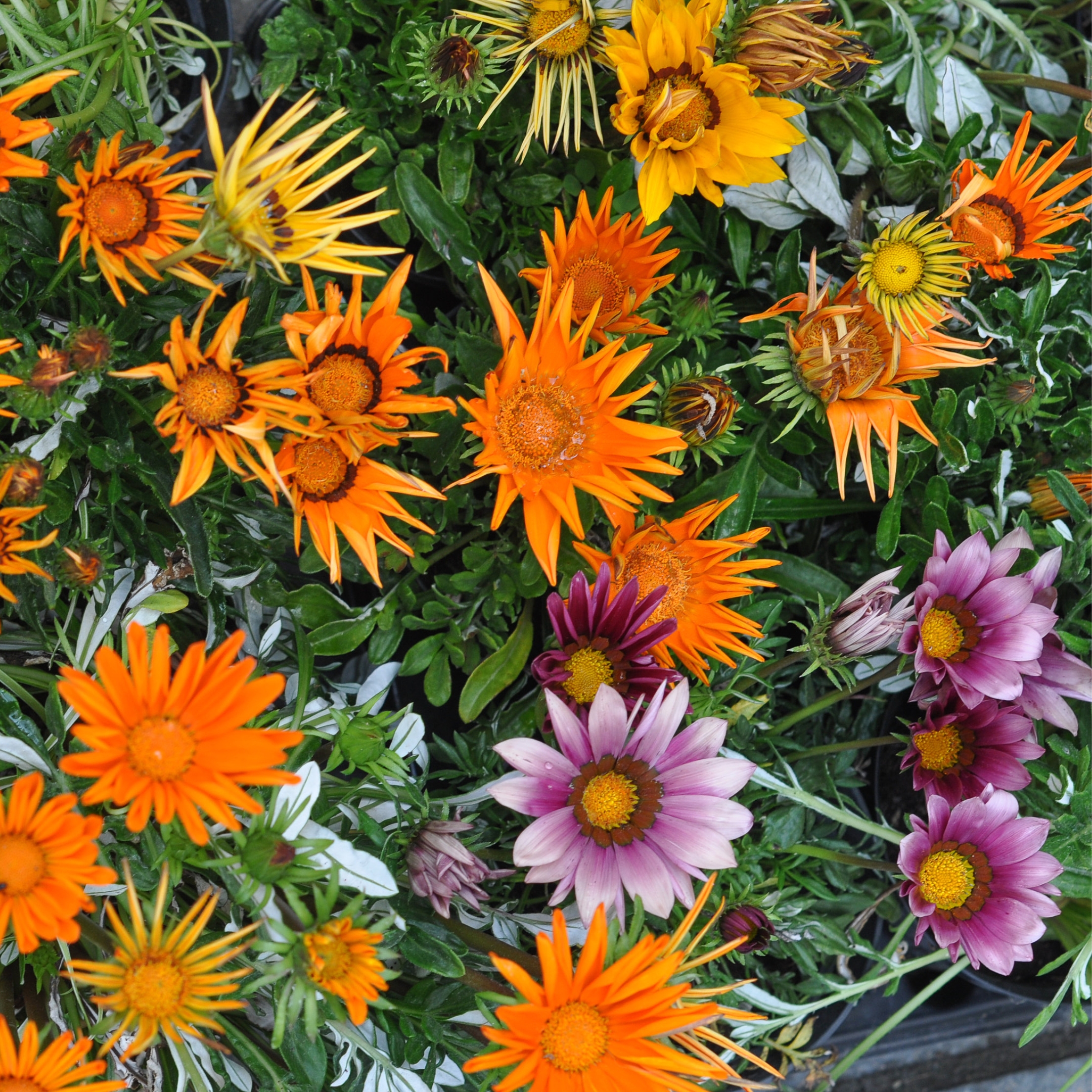 Gazania Flower Mix Color Seeds - Pack Of 15 - Image 6
