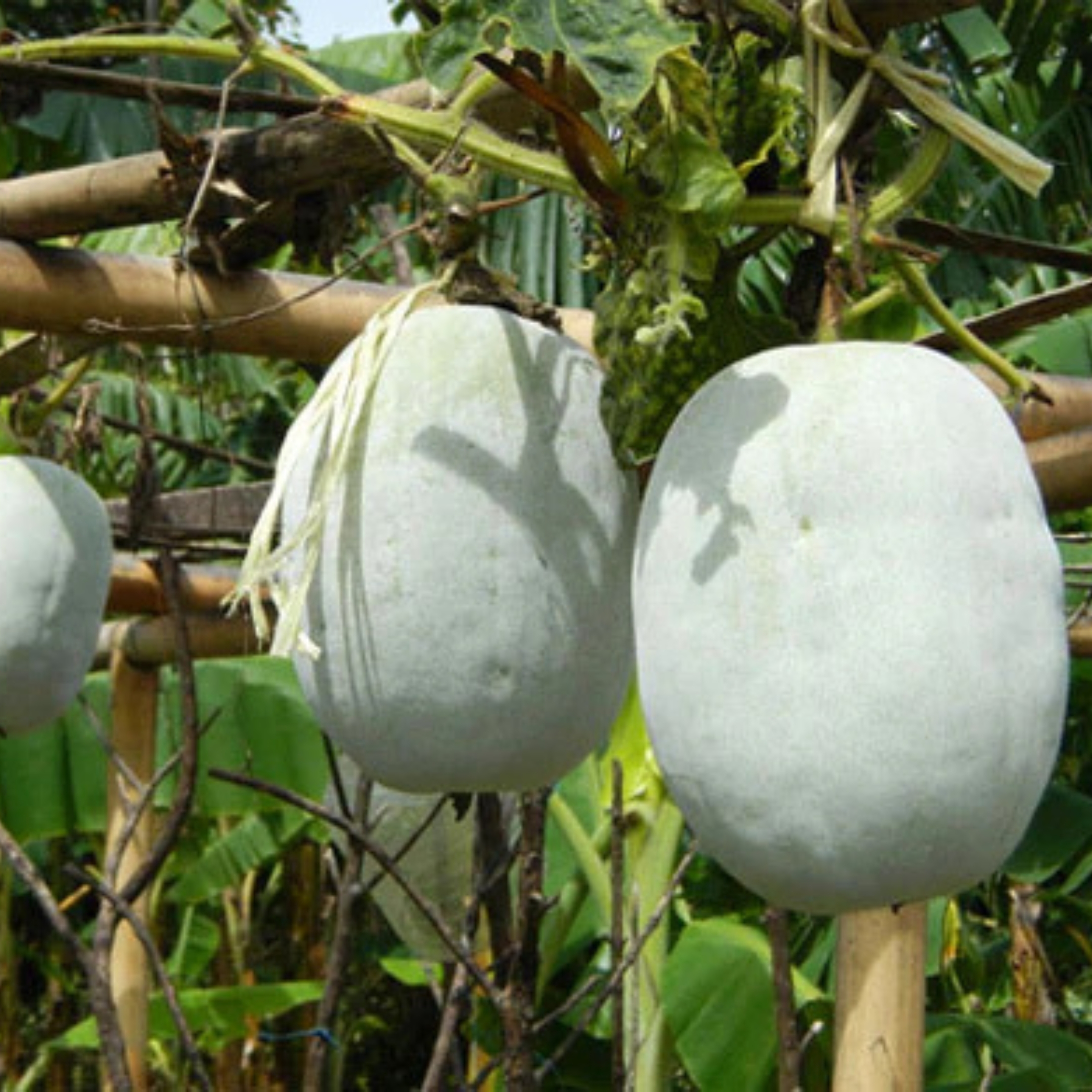 Ash Gourd Seeds - Pack Of 20 - Image 6