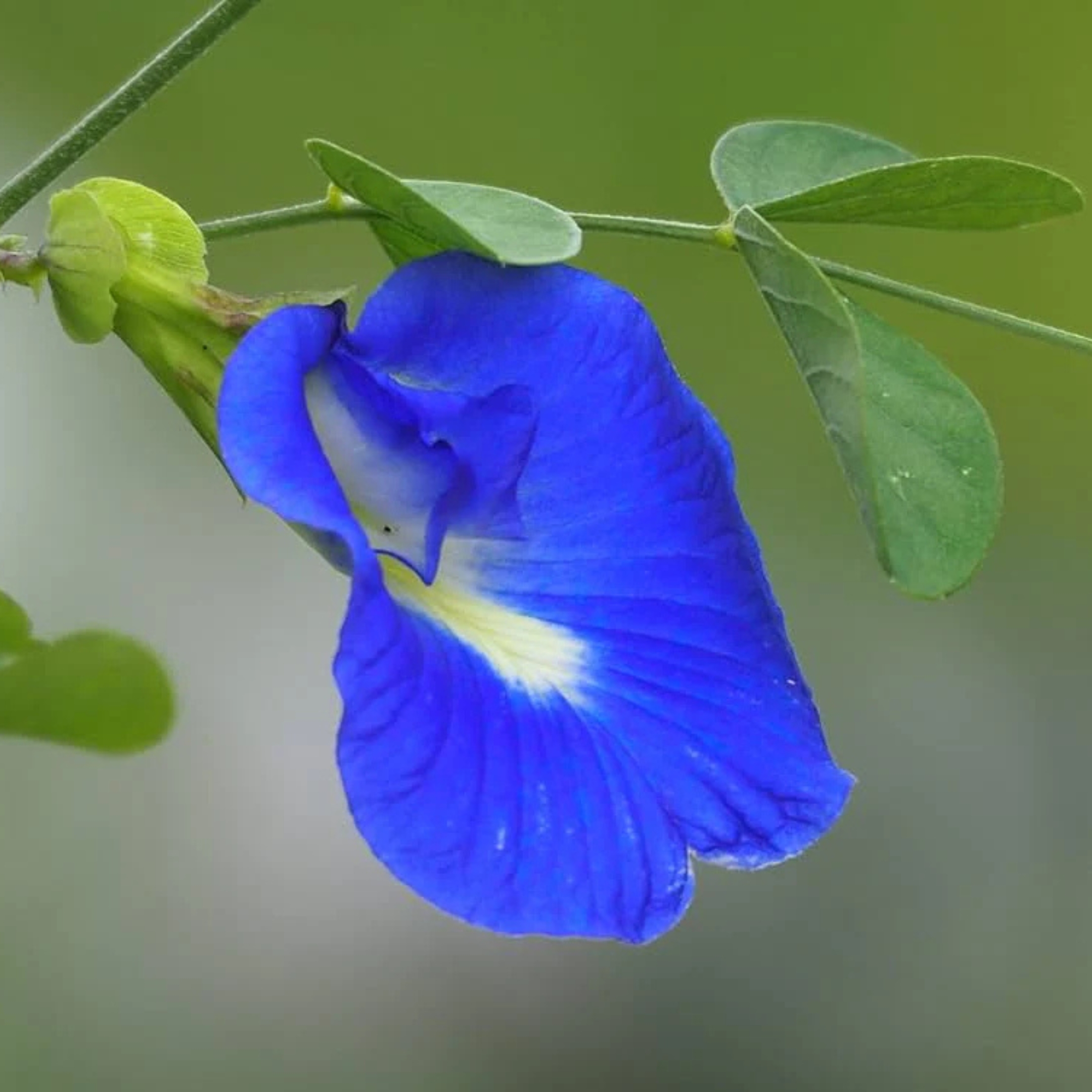 Aparajita Flower Plant, Butterfly pea plant (Clitoria Ternatea) - Image 6