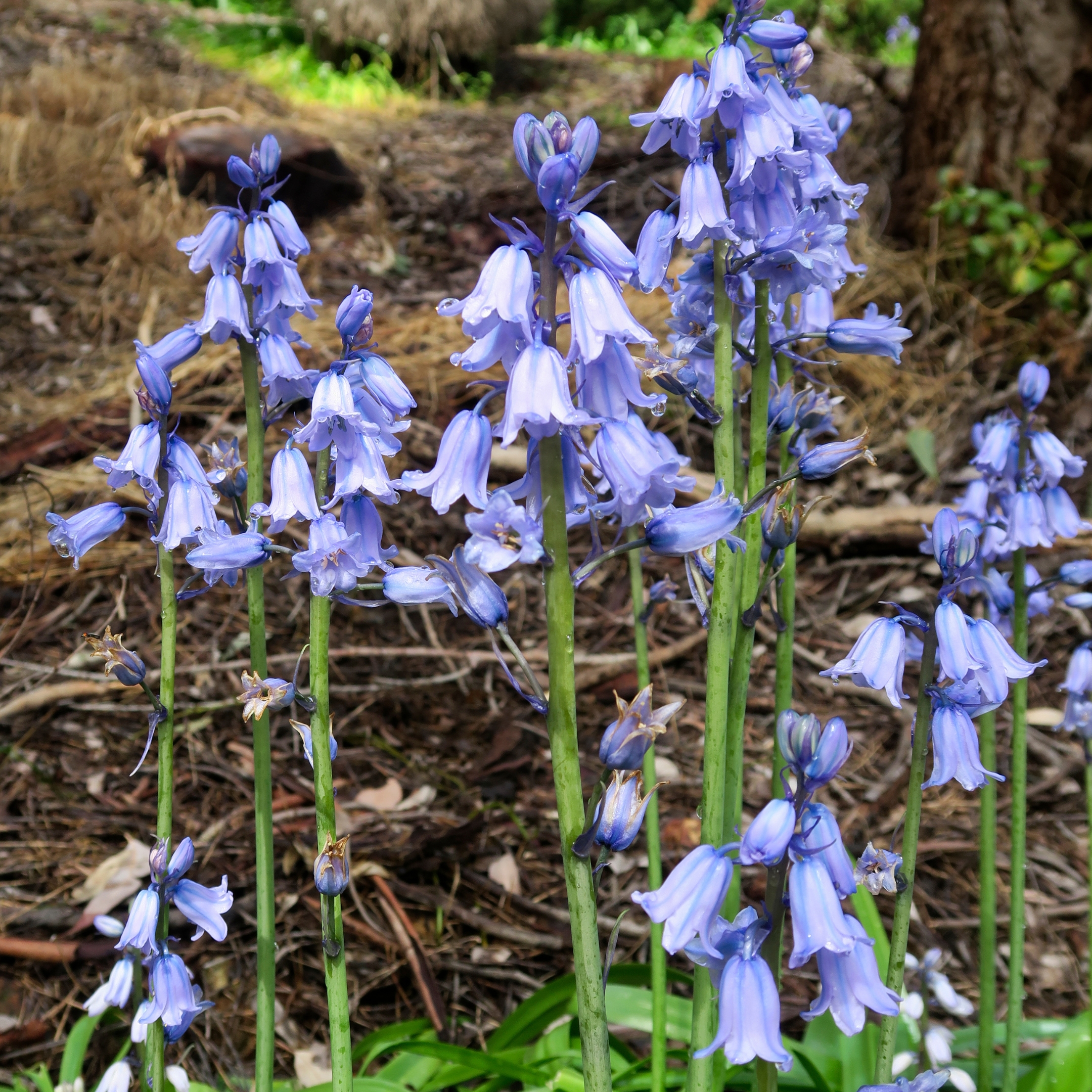 Bluebell Flower Plant (English bluebell, wild hyacinth) - Pack Of 2 - Image 5