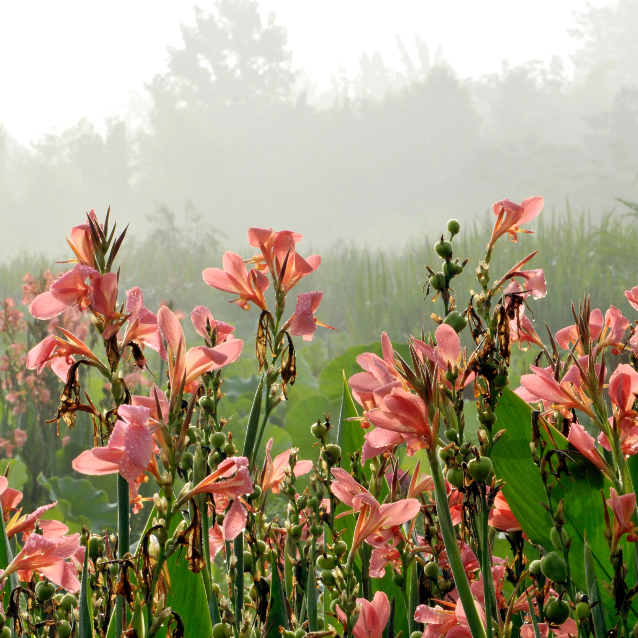 Gladiolus Bulbs (Random color) (set of 10) - Image 7