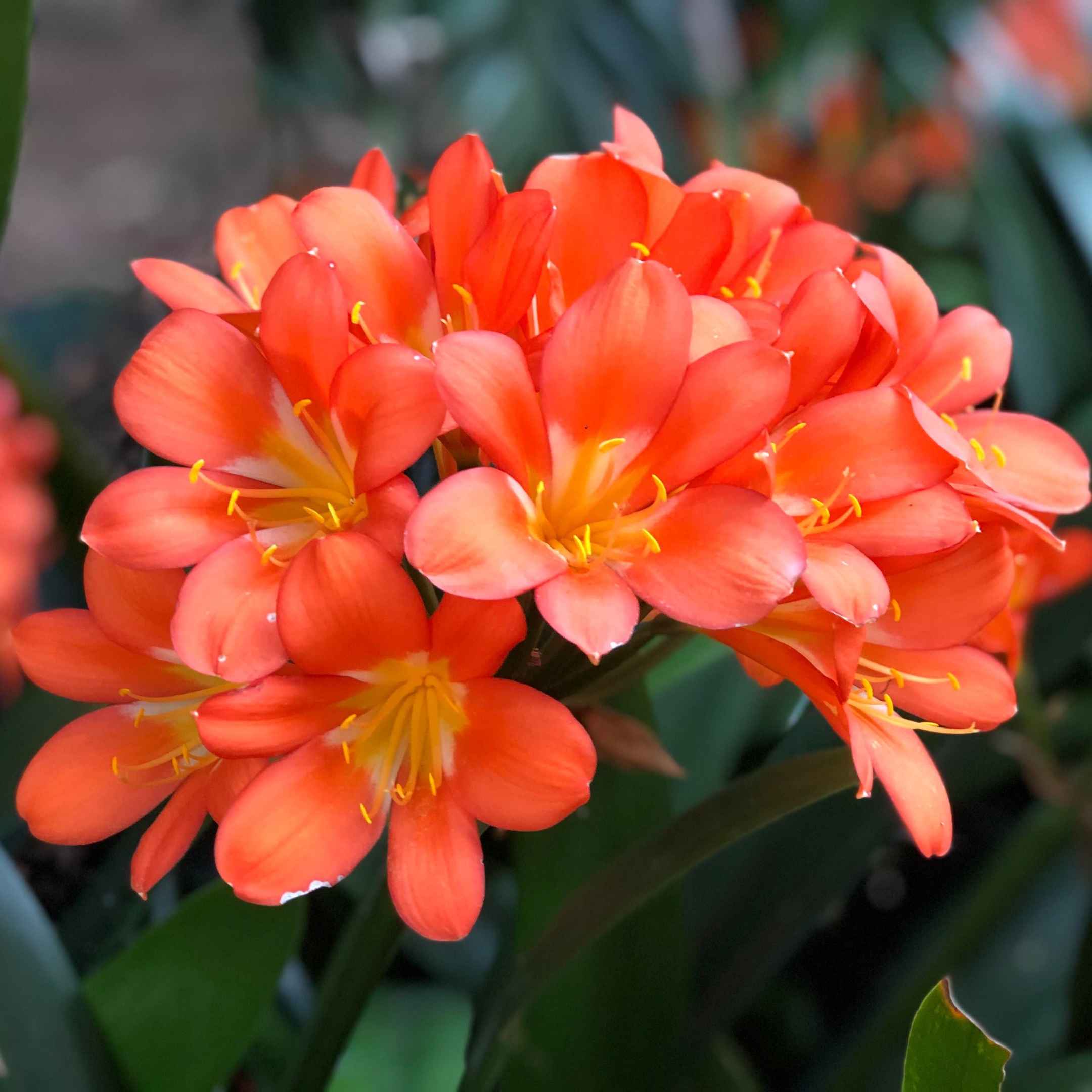 Lily Flower Bulbs (Set Of 5) - Image 7