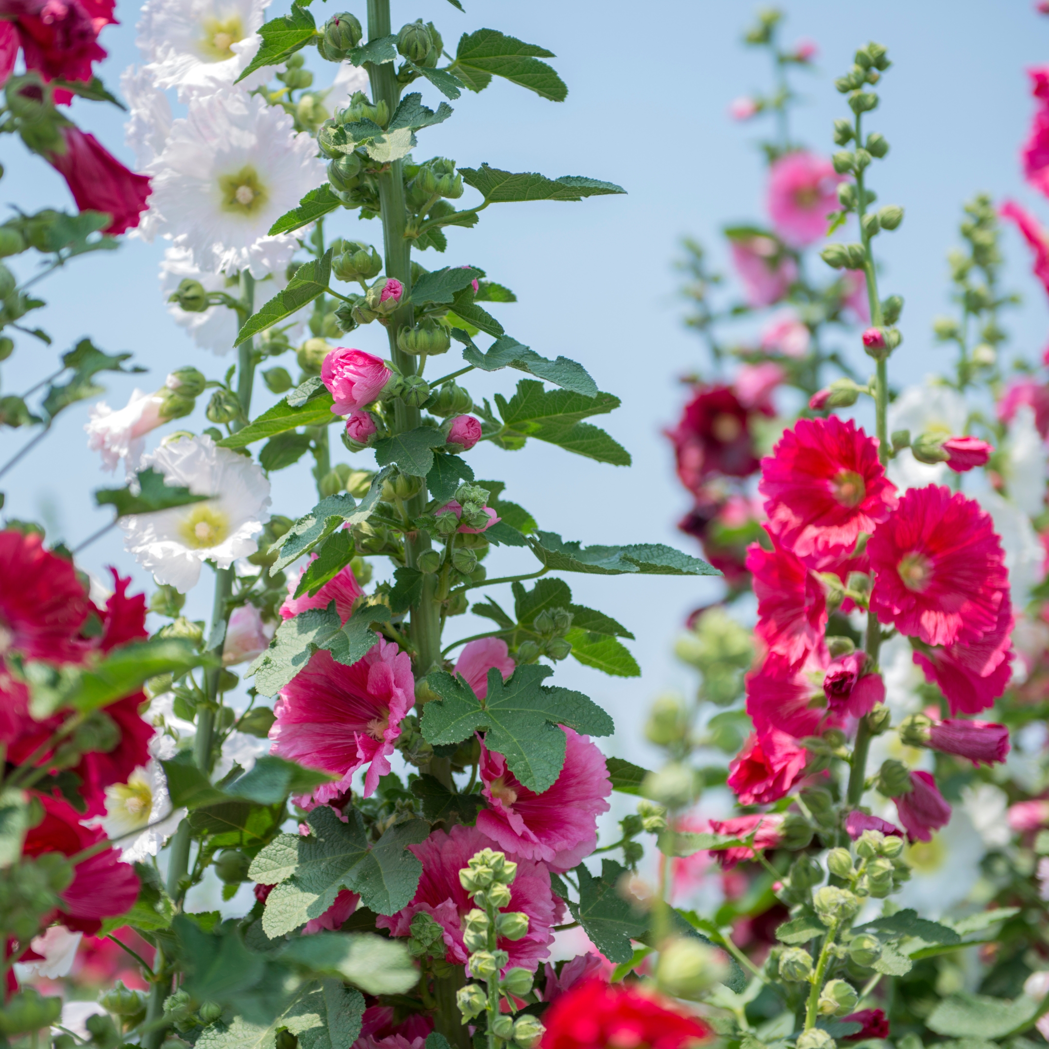Hollyhock Flower Seeds Mix Color - Pack Of 20 - Image 2