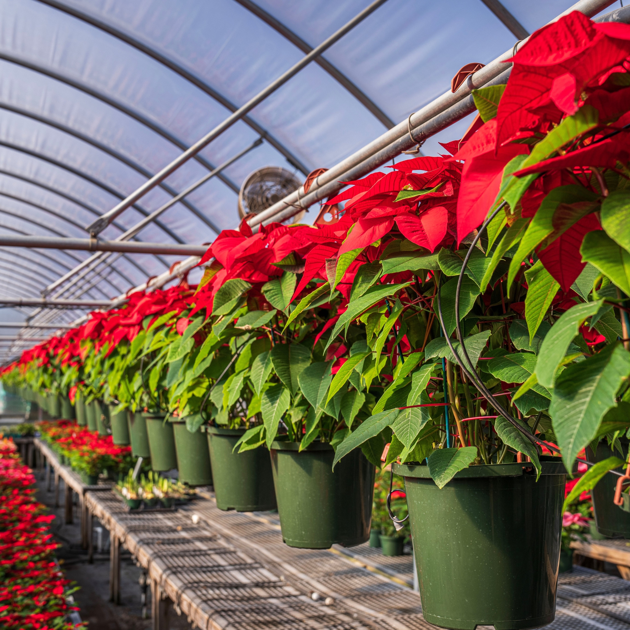 Poinsettia Plant, Christmas Flower Plant - Image 6