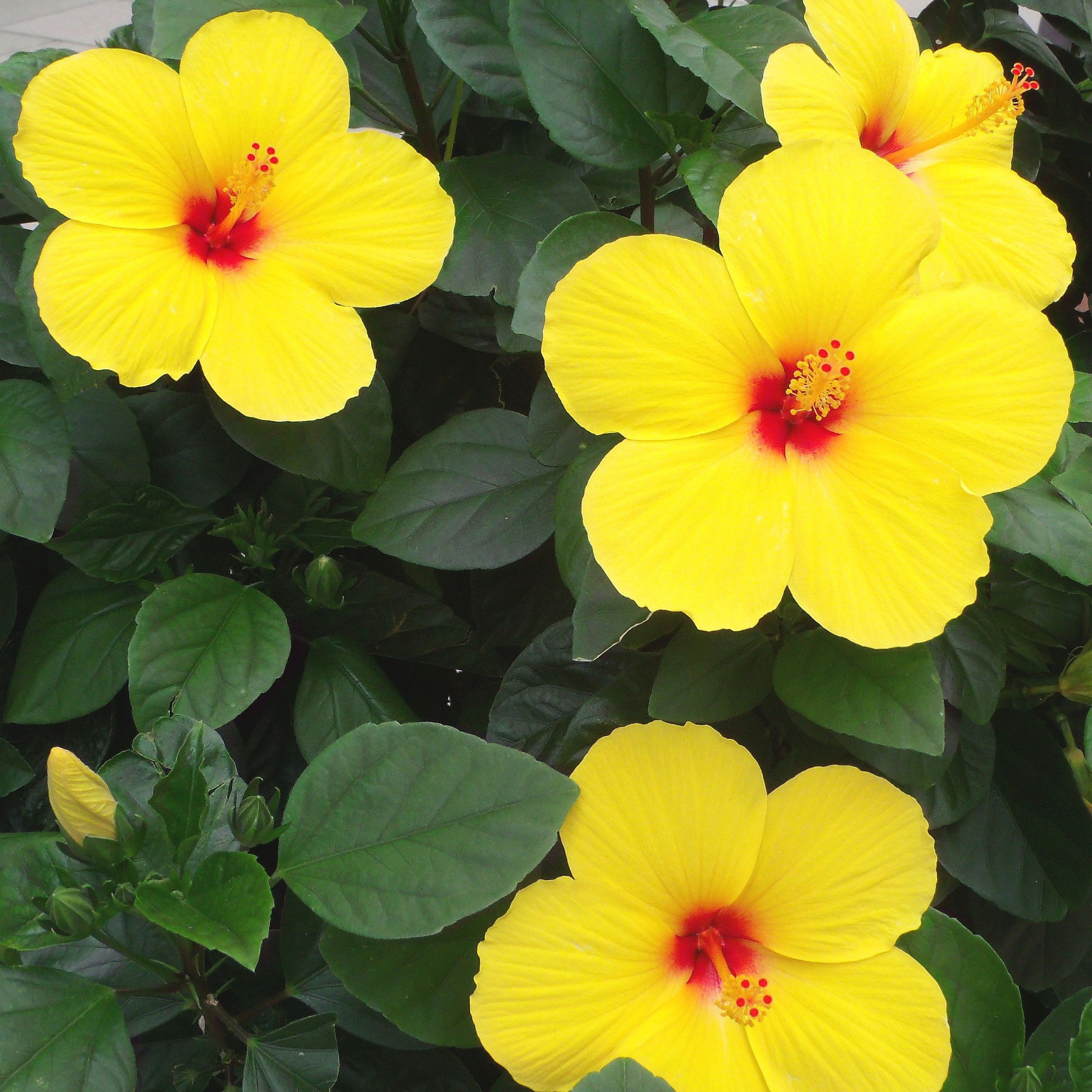 Yellow Hibiscus Live Flowering Plant - Pack Of 2 - Image 7