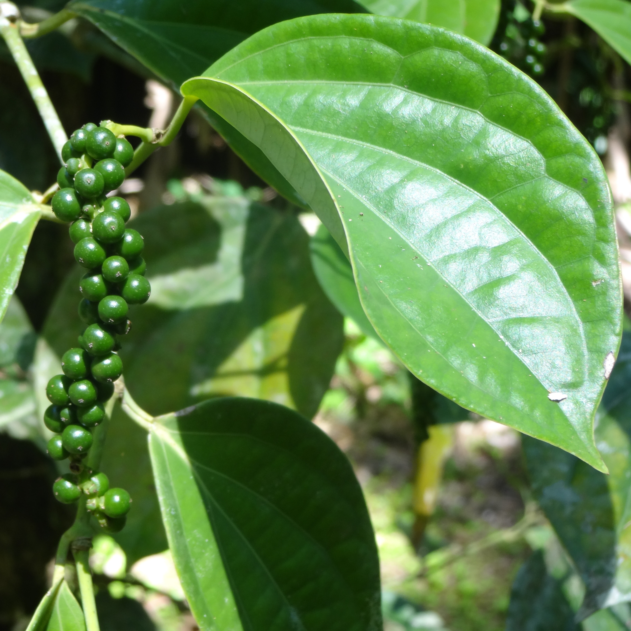 Black Pepper Plant, (Kali Mirch) - Image 7