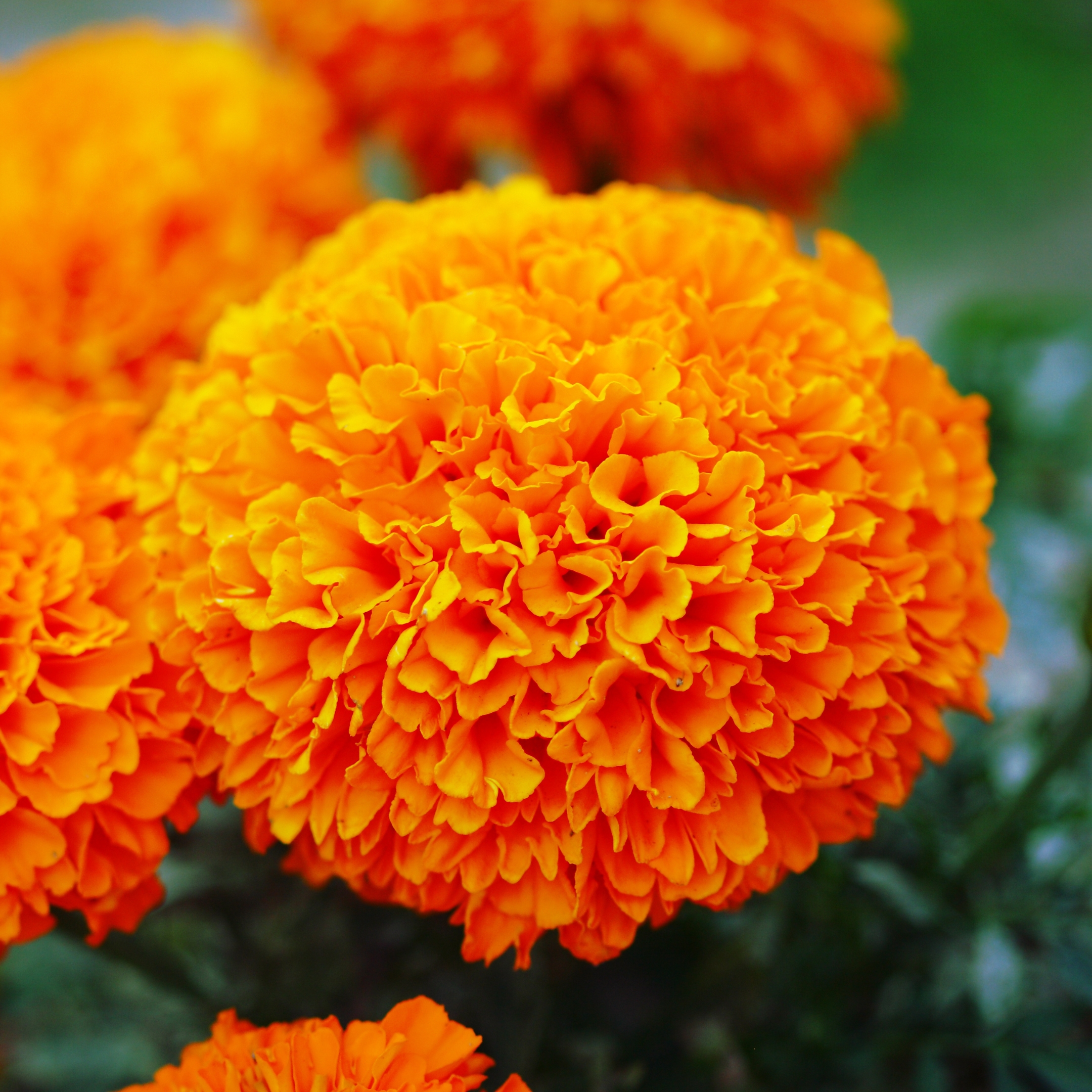 African Marigold Plant - Image 7
