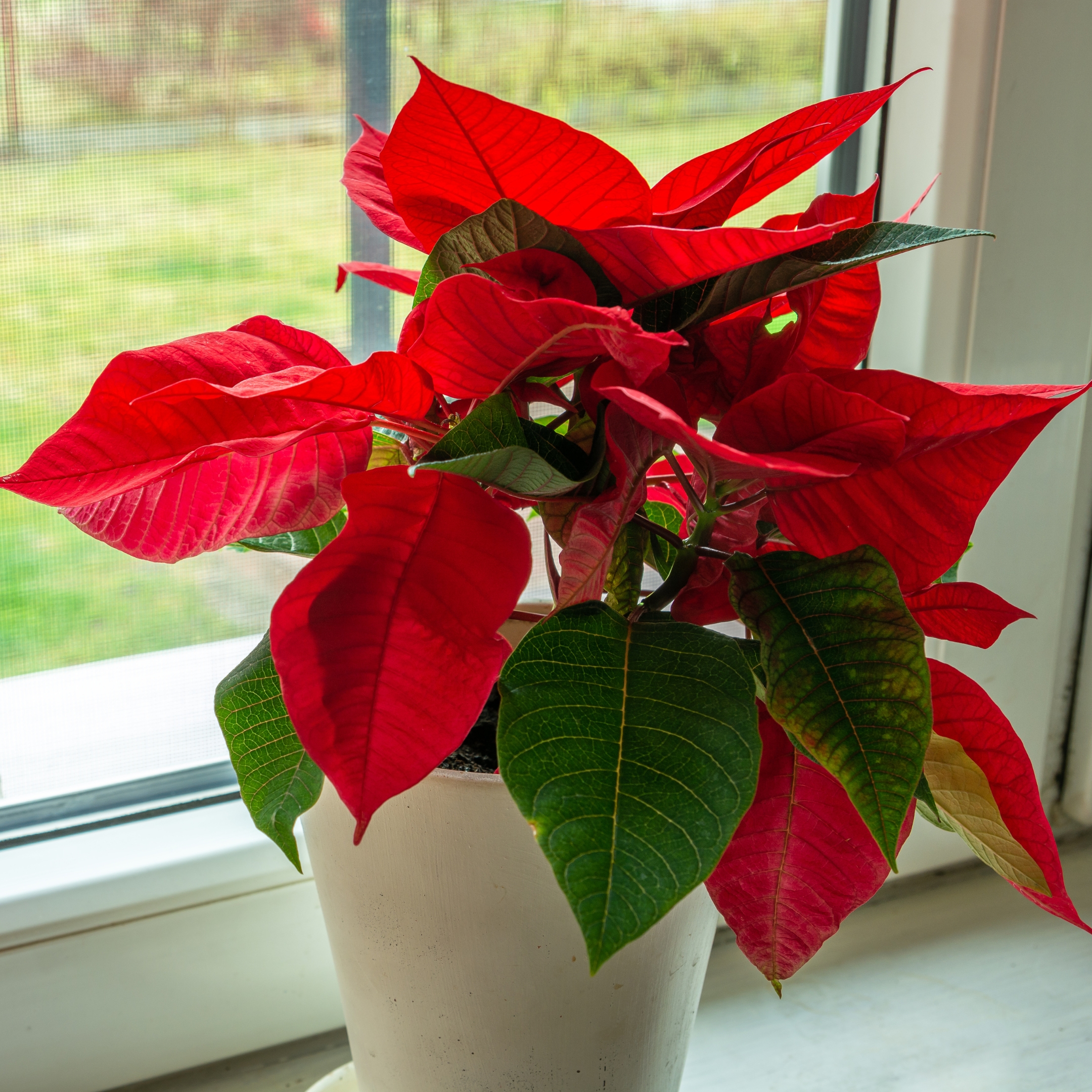 Poinsettia Plant, Christmas Flower Plant - Image 7