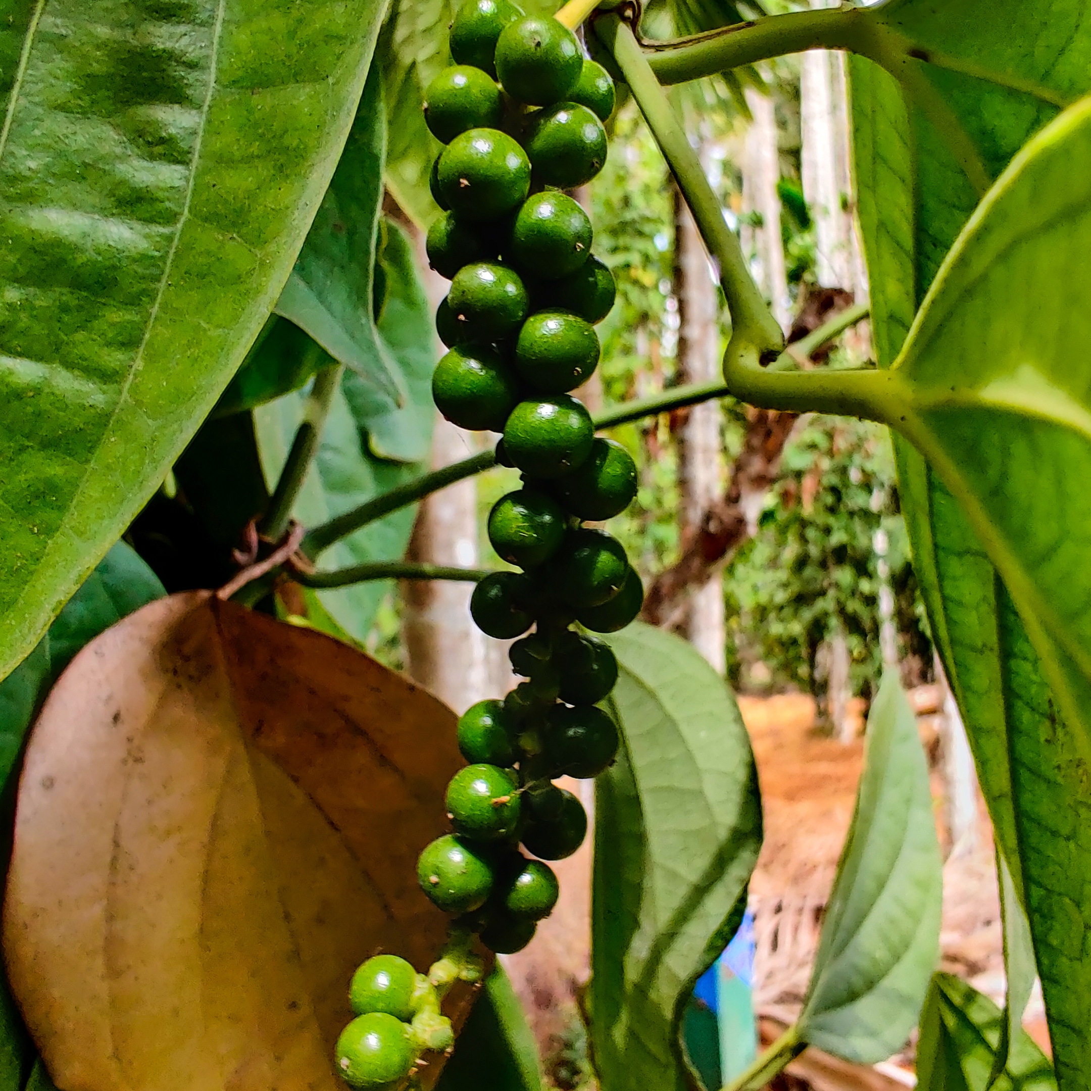 Black Pepper Plant, (Kali Mirch) - Image 8