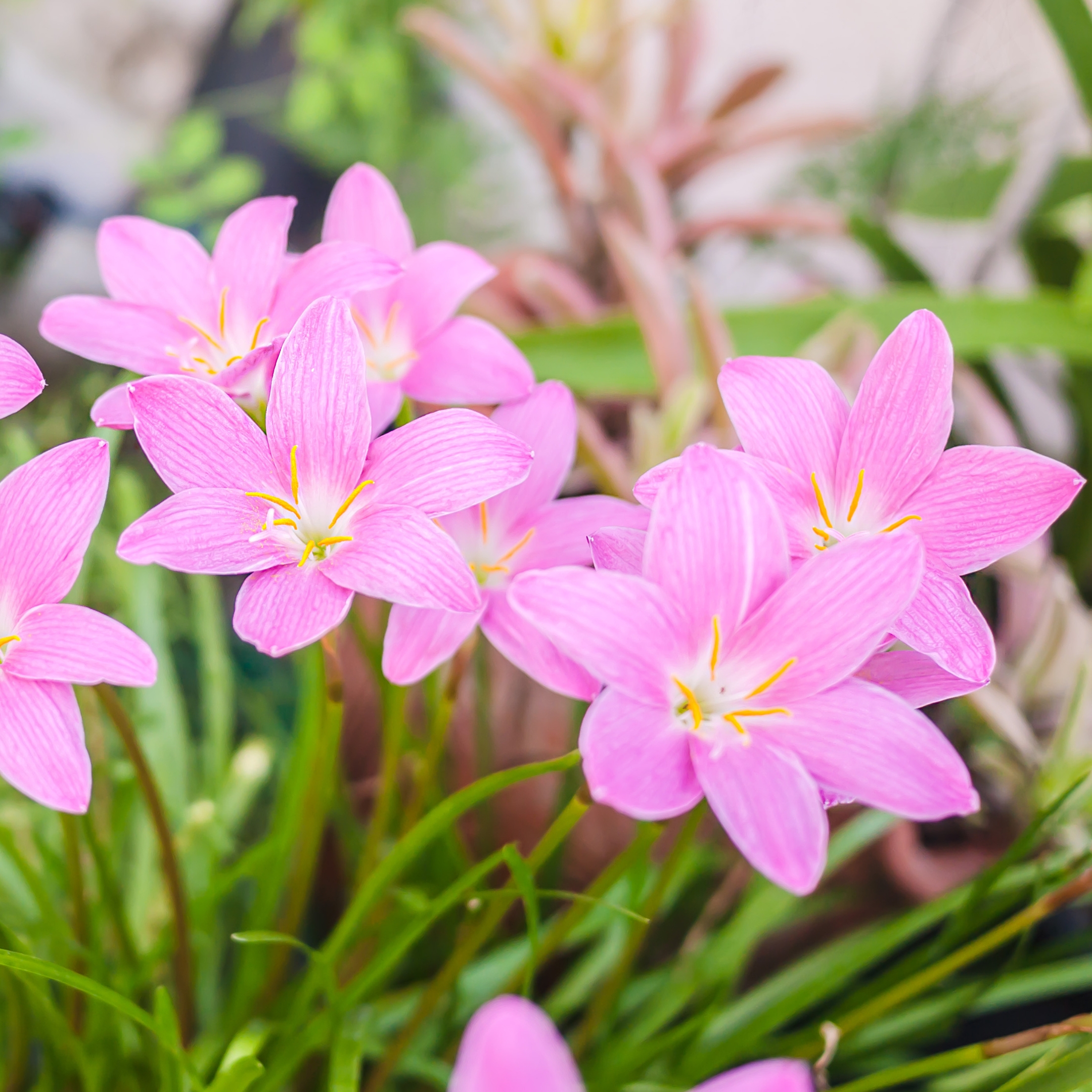 Lily Flower Bulbs (Set Of 5) - Image 8