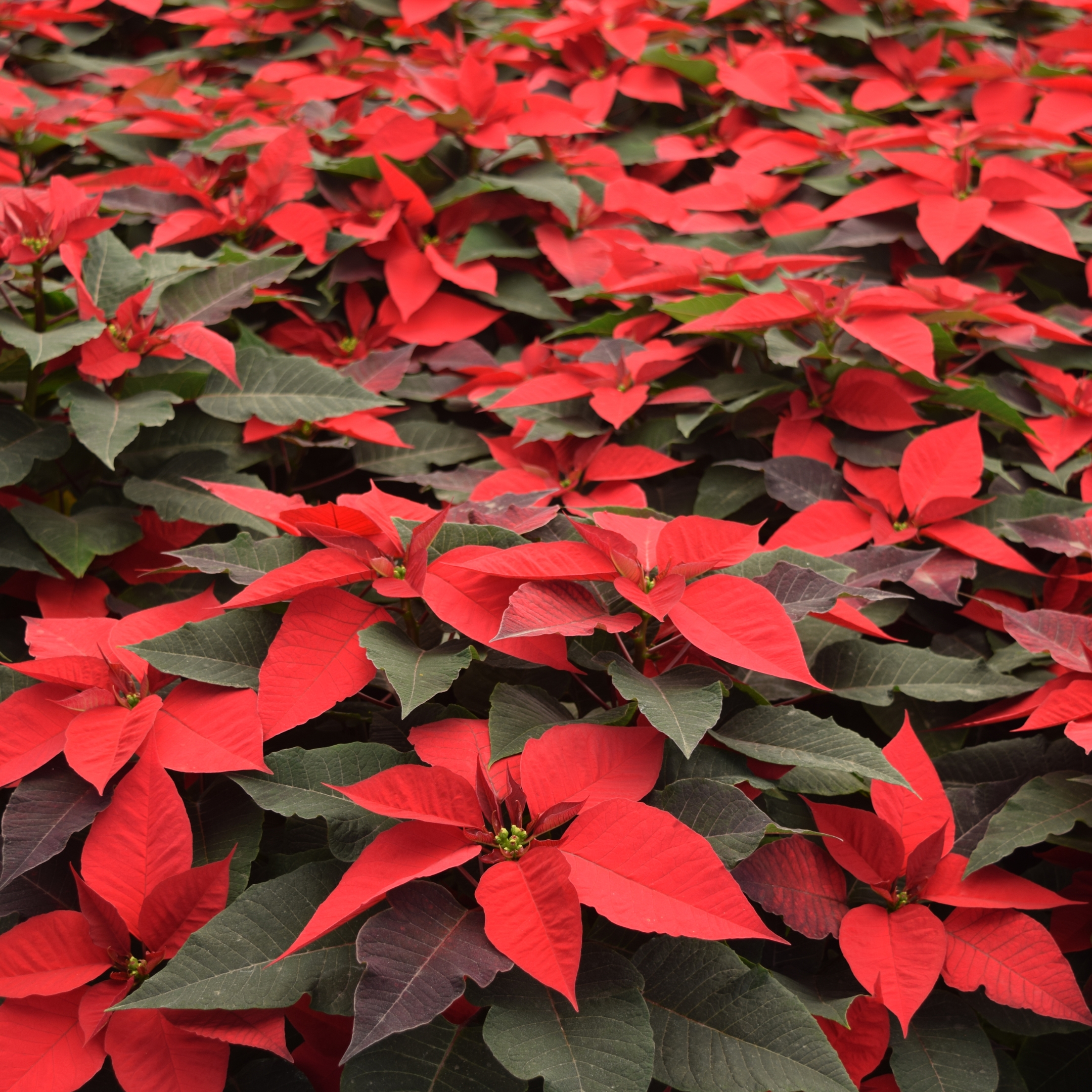 Poinsettia Plant, Christmas Flower Plant - Image 8