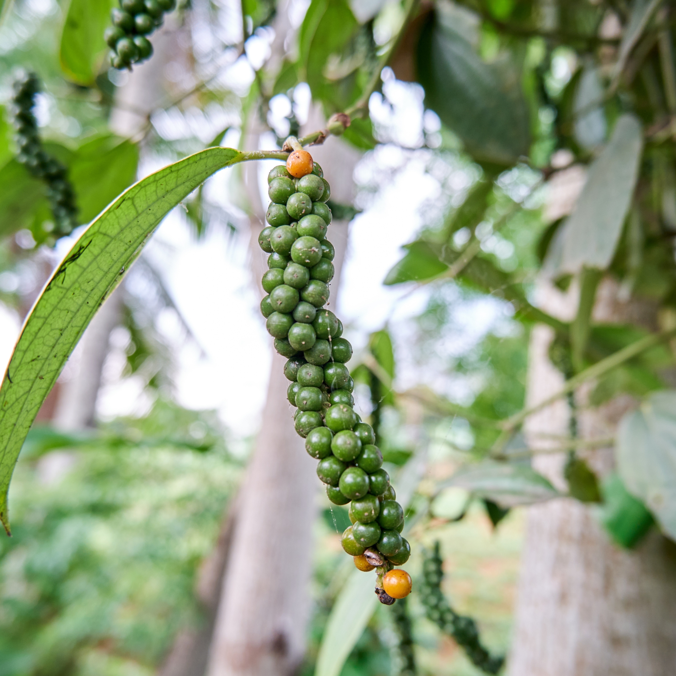 Black Pepper Plant, (Kali Mirch) - Image 9