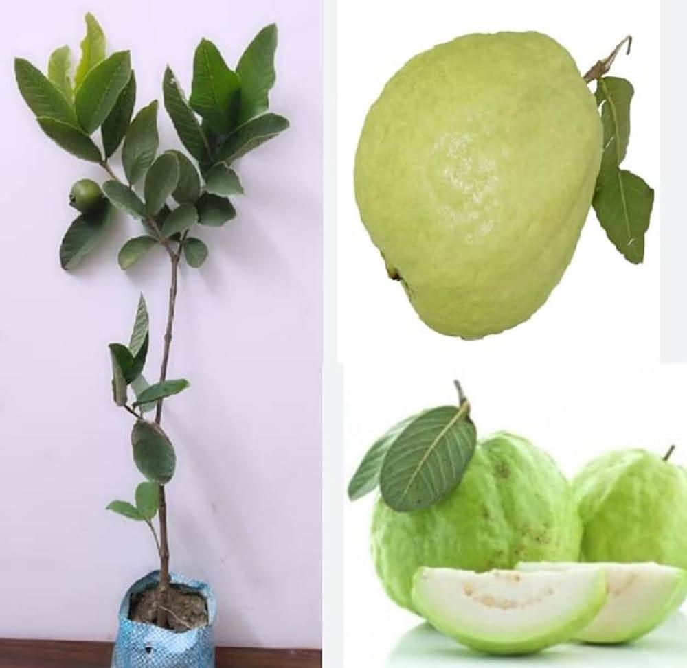 Red guava plant hybrid all seasons || all seasons hybrid plant for red guava (pack of 1) - Image 4