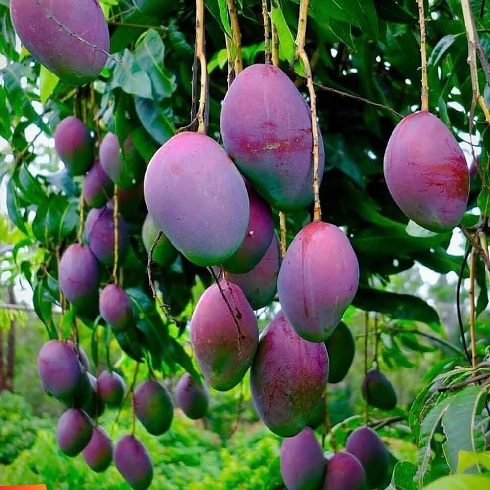 Mango plant sapling japanese miyazaki dwarfs pack of 1 sapling - Image 4