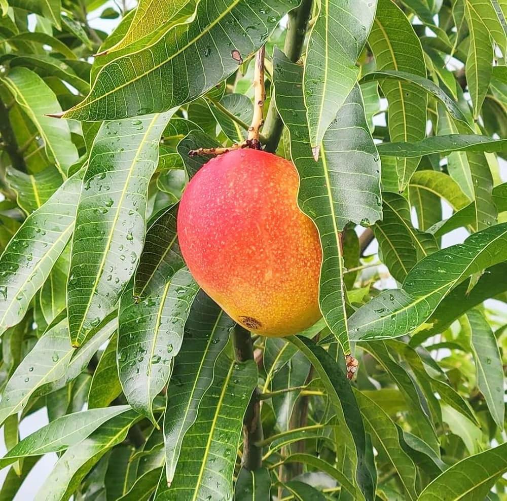 Mango plant sapling japanese miyazaki dwarfs pack of 1 sapling - Image 3