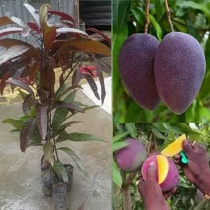 Mango plant sapling japanese miyazaki dwarfs pack of 1 sapling
