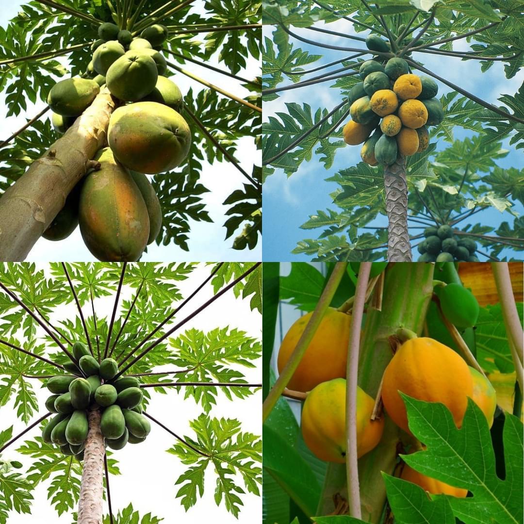 Taiwan red lady 786 f1 hybrid papaya seeds