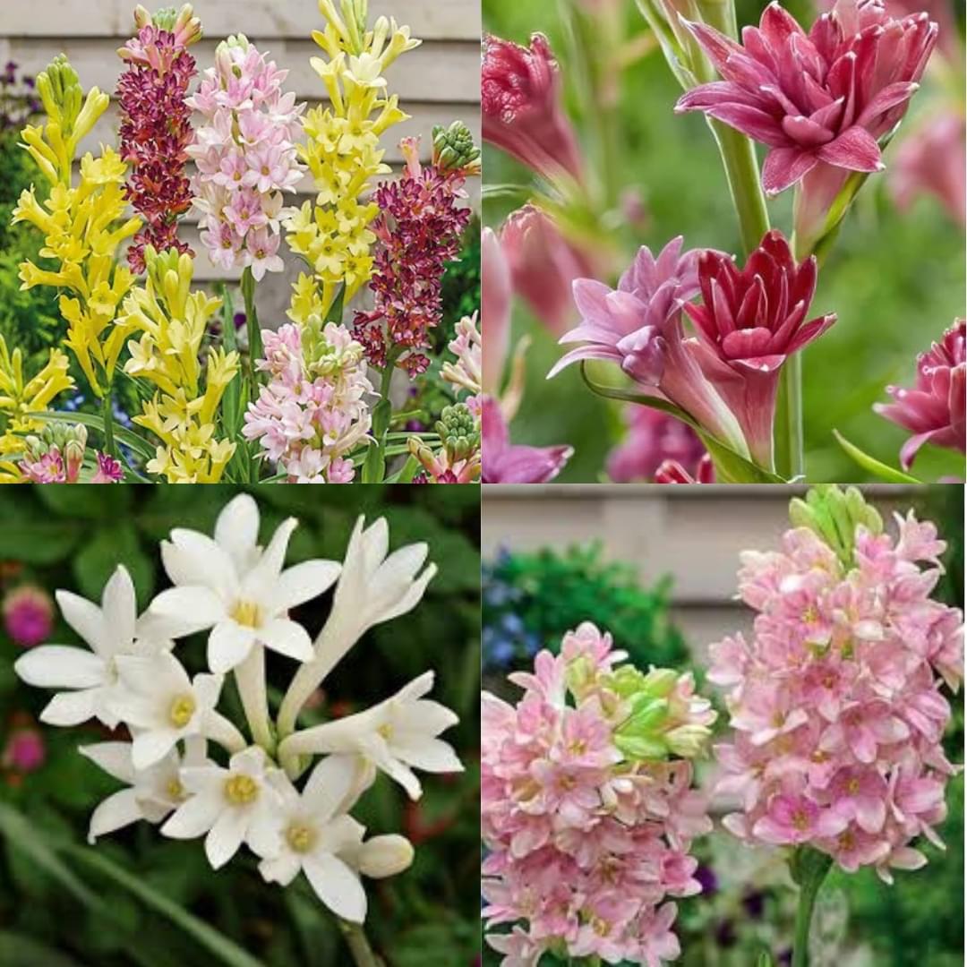 Tuberose rajanigandha bulb plant different colour fragrance  double petal all season hybrid Pack of 10 - Image 6