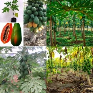 Taiwan red lady 786 f1 hybrid papaya seeds