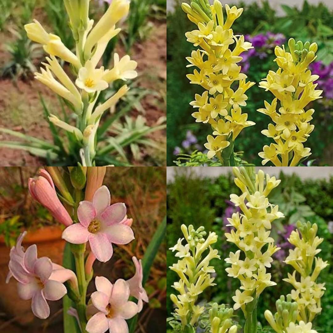 Tuberose rajanigandha bulb plant different colour fragrance  double petal all season hybrid Pack of 10 - Image 3