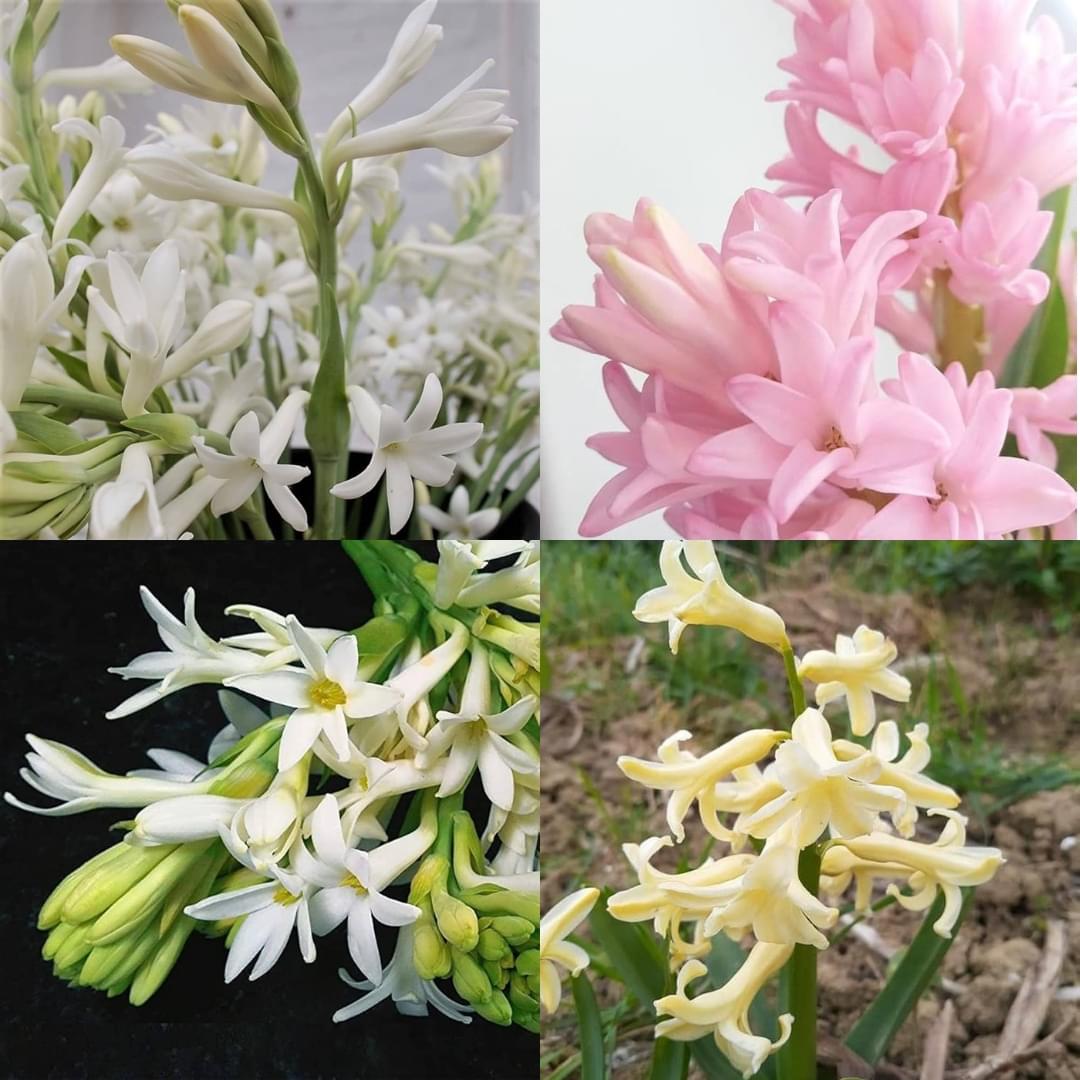 Tuberose rajanigandha bulb plant different colour fragrance  double petal all season hybrid Pack of 10 - Image 2