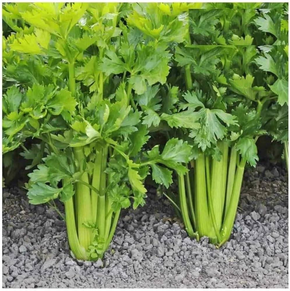 Celery seeds organic