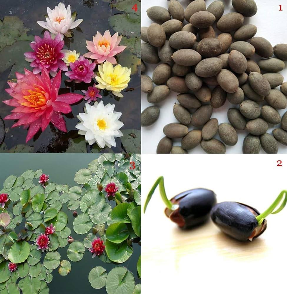 Japanese Lotus Seeds for Planting, Traditional Garden Variety 20 seeds - Image 3