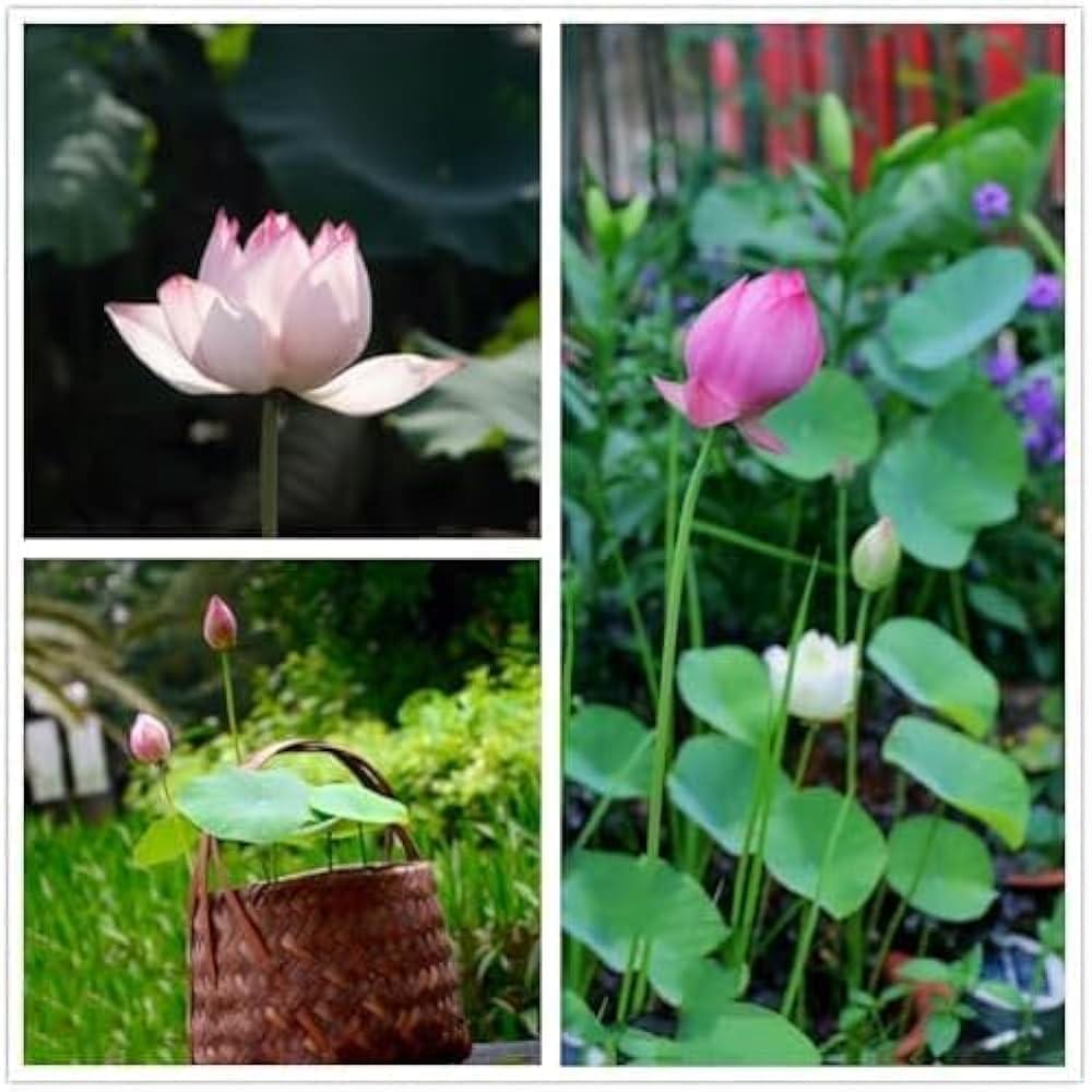 Japanese Lotus Seeds for Planting, Traditional Garden Variety 20 seeds - Image 2