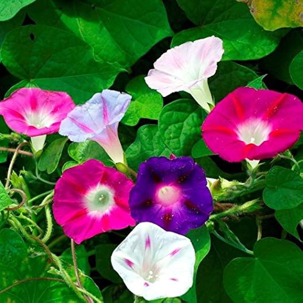 Morning glory seeds mixed hybrid