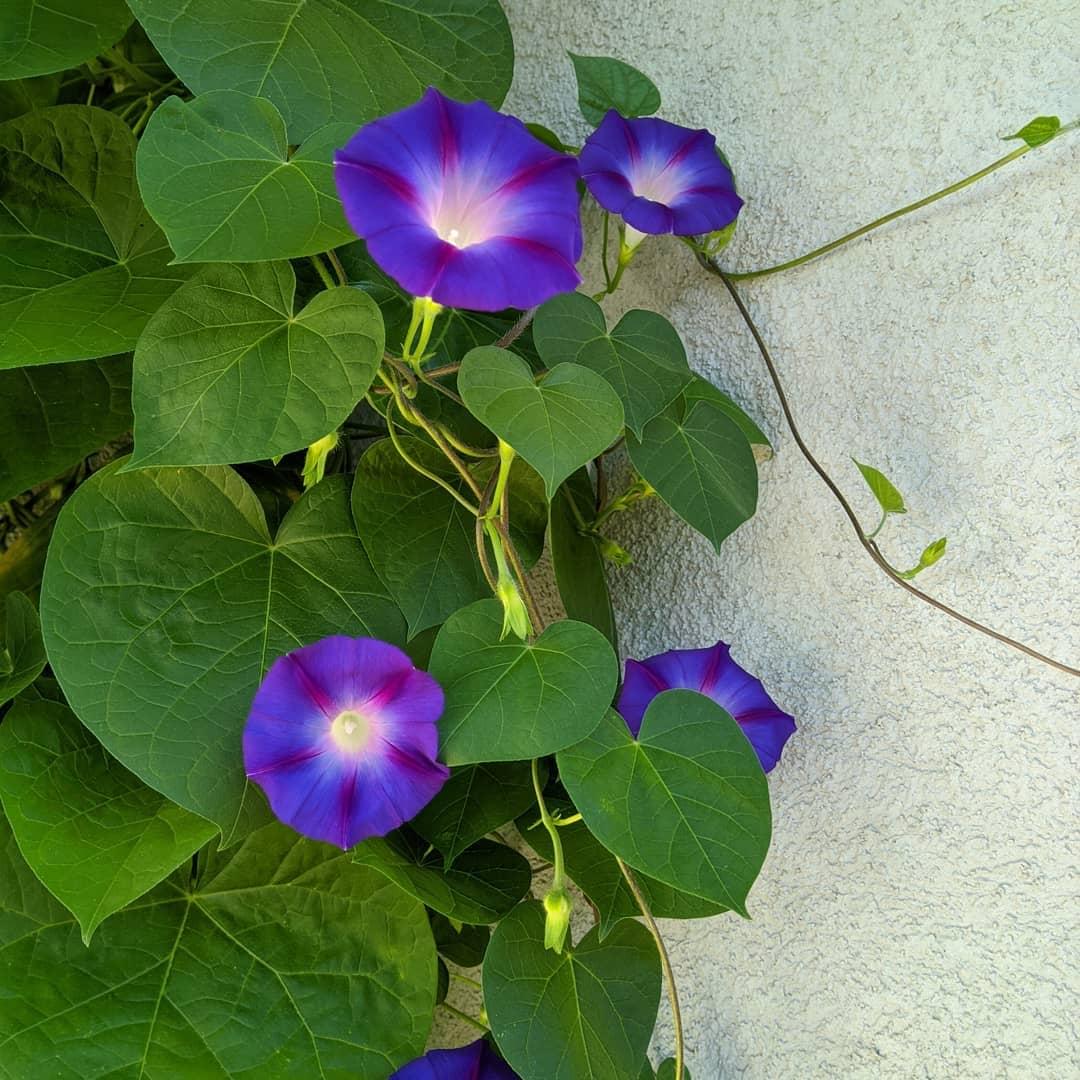 Morning glory seeds mixed hybrid 50 seeds - Image 2