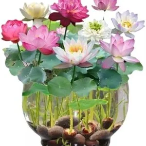Japanese bonsai Lotus seeds