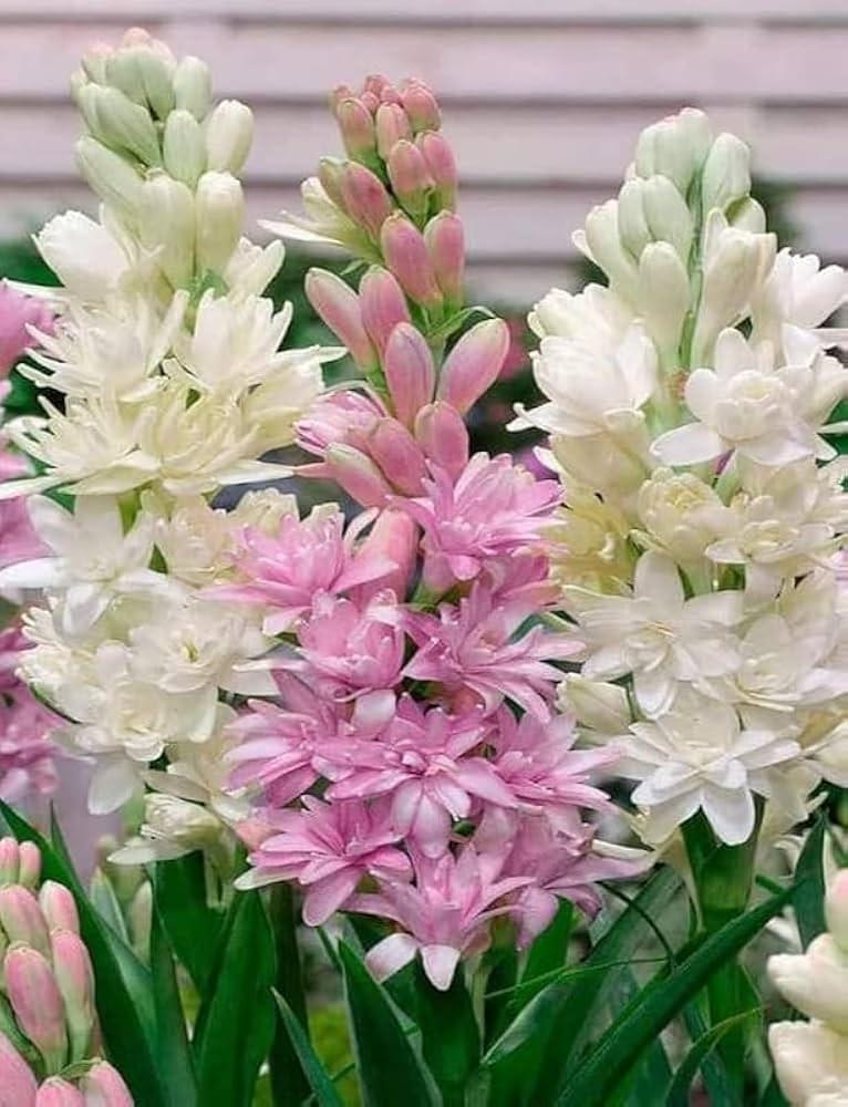 Tuberose rajanigandha bulb plant different colour fragrance  double petal all season hybrid Pack of 10 - Image 5