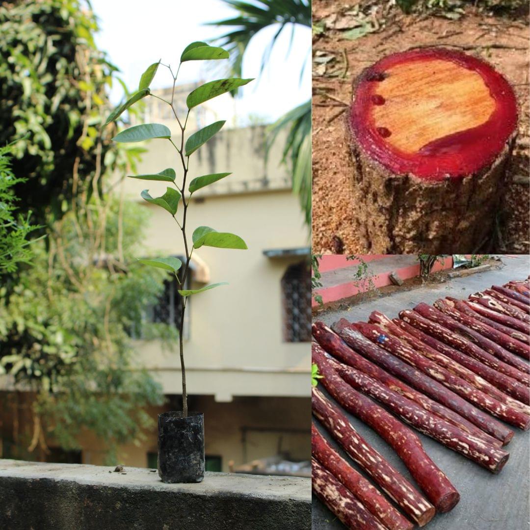 Red Sandalwood Tree Live Plant - Chandan plant pack of 1