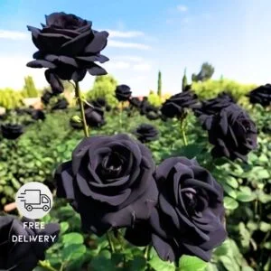 natural black rose