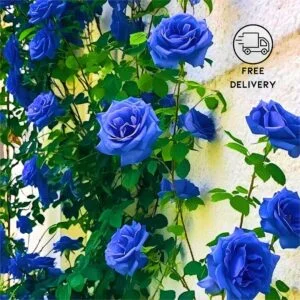Live Blue Rose Flower Plant