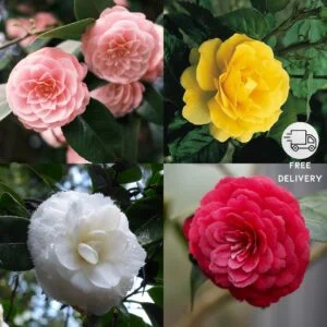 Camellia Flower Live Plant