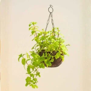 Fresh Mint Plant (Pudina) - With Hanging Pot