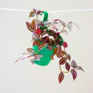 Wandering Jew Plant (Inch Plant/Tradescantia Zebrina) - With Side Hanging Pot