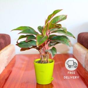 anthurium andreanum Pink or Red Anthurium Andreanum