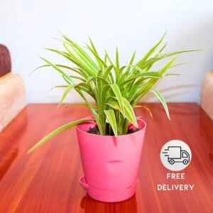 Spider Plant Indoor Live with Self Watering Pot