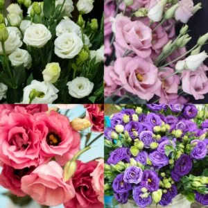 Lisianthus / Eustoma / Nandini Flower Plant (Sapling)