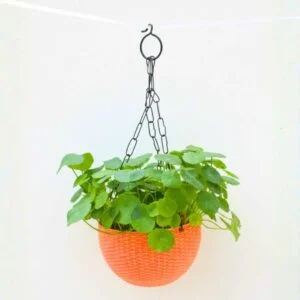 Lucky Coin Chinese Money Plant (Pilea peperomioides) - With Hanging Pots