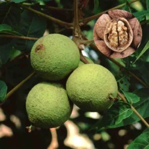 Walnut / Common Walnut / Akhrot (Juglans regia) Fruit Live Plant
