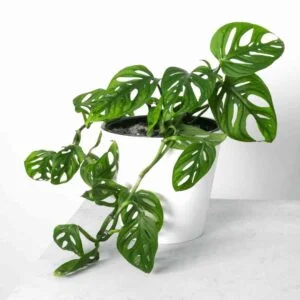 Hybrid Live Plant